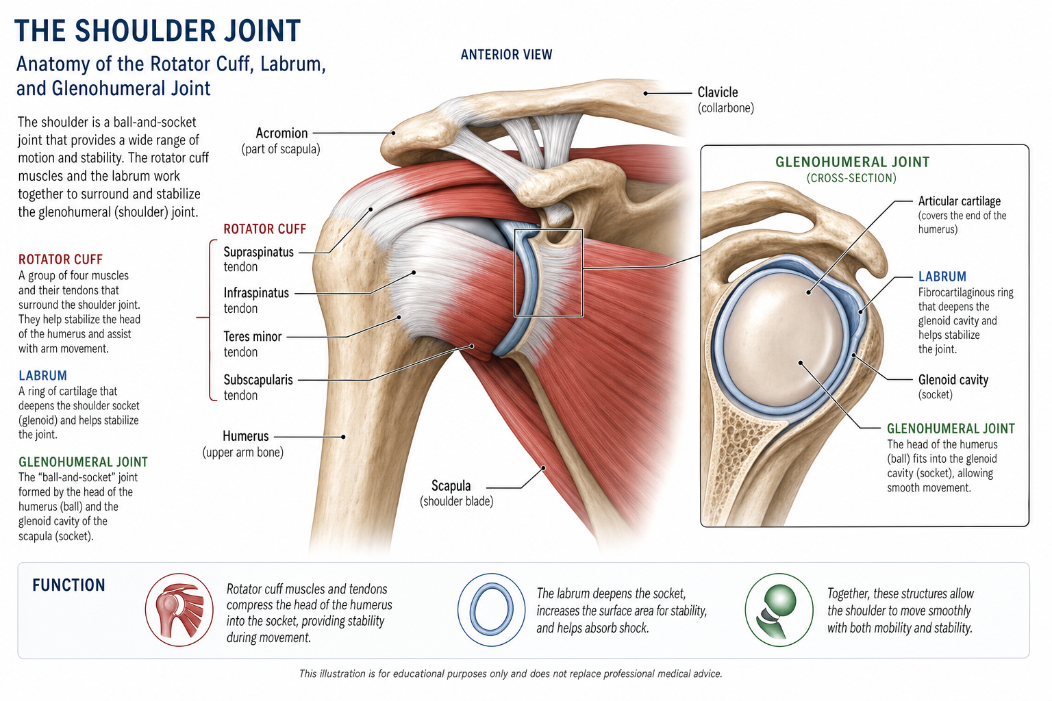 Anatomical illustration of the shoulder joint showing rotator cuff and labrum structures